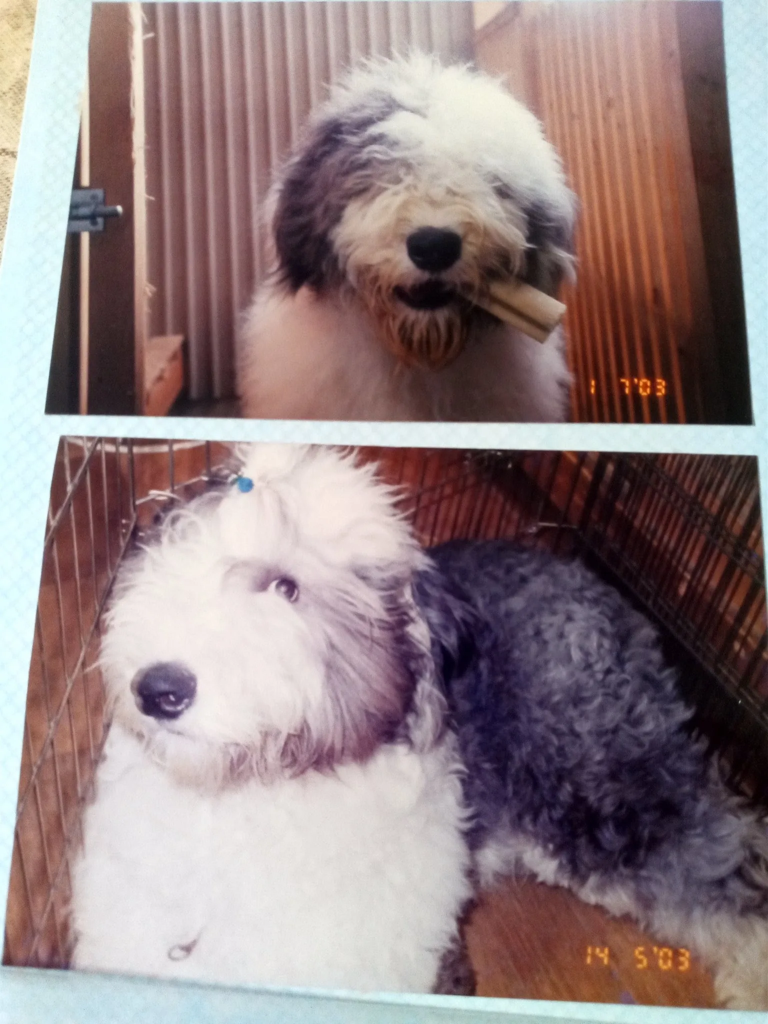 My Dog Becomes a Human Chapter 40.5 page 2