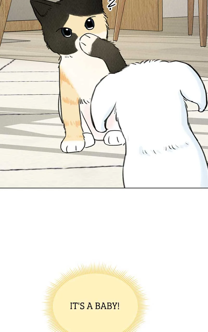 Want to See My Cat? Chapter 6 page 81